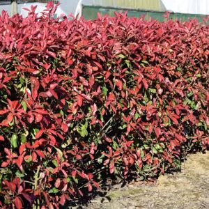 Photinia × fraseri 'Red Robin' 100-125 cm